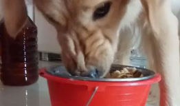 狗吃饭视频,捕捉它们用餐的可爱瞬间